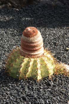 Melocactus matanzanus