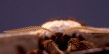 Pavón nocturno (Saturnia pyri)