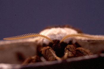 Pavón nocturno (Saturnia pyri)