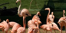 Flamenco (Phoenicopterus ruber roseus)