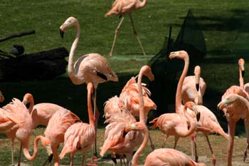 Flamenco (Phoenicopterus ruber roseus)