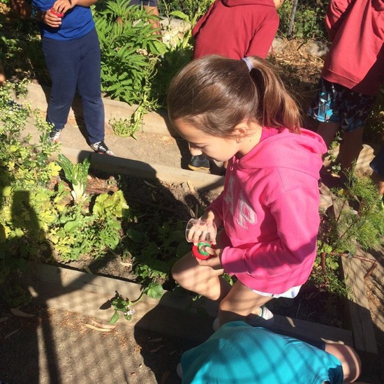 2019_06_11_4º observa insectos en el huerto_CEIP FDLR_Las Rozas 4