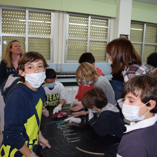 2016_12_02_Diseccion de corazon y pulmones_Sexto 4