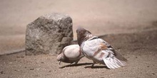 Paloma bravía o común (Columba livia)