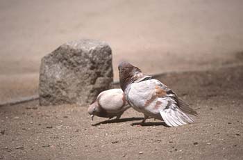 Paloma bravía o común (Columba livia)