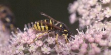 Avispa del bosque (Dolichovespula sylvestris)