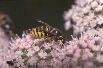 Avispa del bosque (Dolichovespula sylvestris)