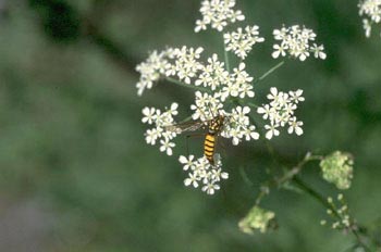 Típula avispa (Tipula crocata)