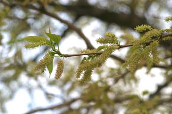 Morera - Flor (Morus alba)