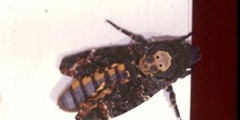 Esfinge de la calavera (Acherontia atropos)