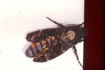 Esfinge de la calavera (Acherontia atropos)