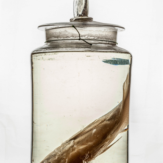 IES_CARDENALCISNEROS_CIENCIASNATURALES_337