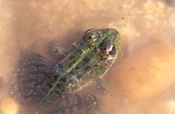 Rana común (Rana perezi)