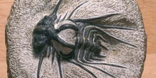 Dicranurus monstruosus (Trilobites) Devónico