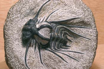 Dicranurus monstruosus (Trilobites) Devónico