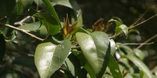 Aligustre - Hoja (Ligustrum sp.)