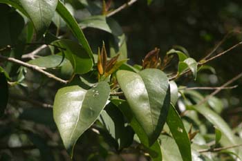 Aligustre - Hoja (Ligustrum sp.)