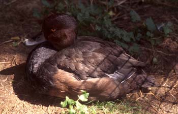Porrón pardo (Aythya nyroca)