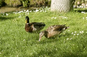 ánade real o Azulón - Pareja (Anas platyrhynchos)