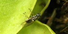 Mosca atrapada en planta carnívora (Diptera Ord.)