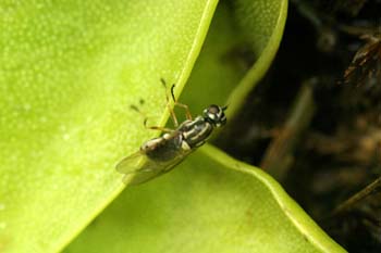 Mosca atrapada en planta carnívora (Diptera Ord.)