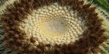 Echicocactus grusonii