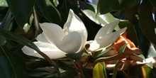 Magnolio - Flor  (Magnolia grandiflora)