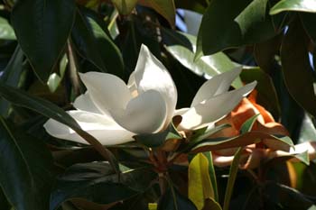 Magnolio - Flor  (Magnolia grandiflora)