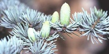 Cedro del Atlas - Flores masc. (Cedrus atlantica)