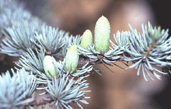 Cedro del Atlas - Flores masc. (Cedrus atlantica)