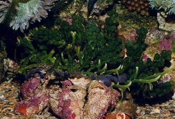 Alga caulerpa (Caulerpa sp.)