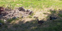 Patos en el huerto del IES Villablanca