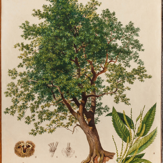 IES_CARDENALCISNEROS_ARBOLES_LAMINAS_020