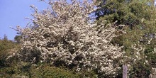 Espino majuelo - Porte (Crataegus monogyna)