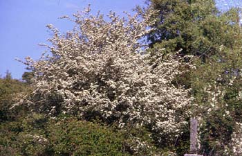 Espino majuelo - Porte (Crataegus monogyna)