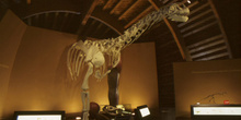 Anatomía del Camarasaurus (Dinosauria, Sauropoda), Museo del Jur