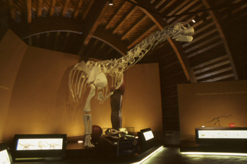 Anatomía del Camarasaurus (Dinosauria, Sauropoda), Museo del Jur