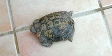 Tortuga mora (Testudo graeca)