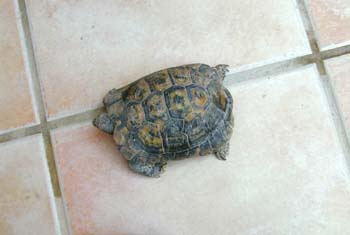 Tortuga mora (Testudo graeca)