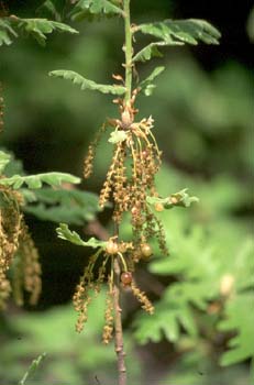 Rebollo / melojo - Agallas (Quercus pyrenaica)