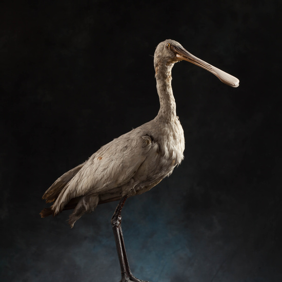 IES_SANISIDRO_MUSEO_Aves_149