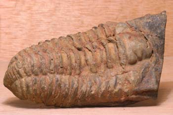 Trilobites sp. (Trilobites) Jurásico