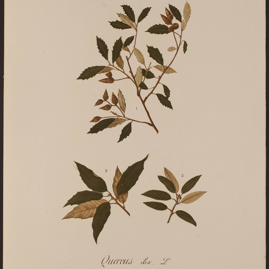 IES_CARDENALCISNEROS_HERBARIO_079