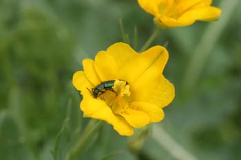Clérido (Cleridae Fam.)
