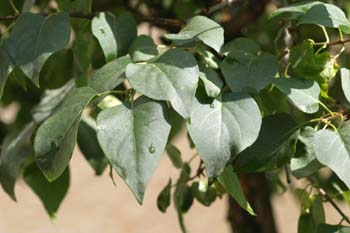 Lilo - Hoja (Syringa vulgaris)