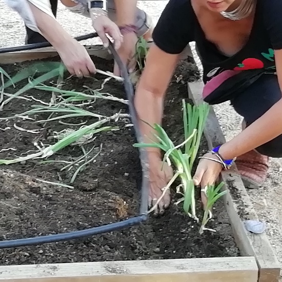 HUERTOS ESCOLARES  2