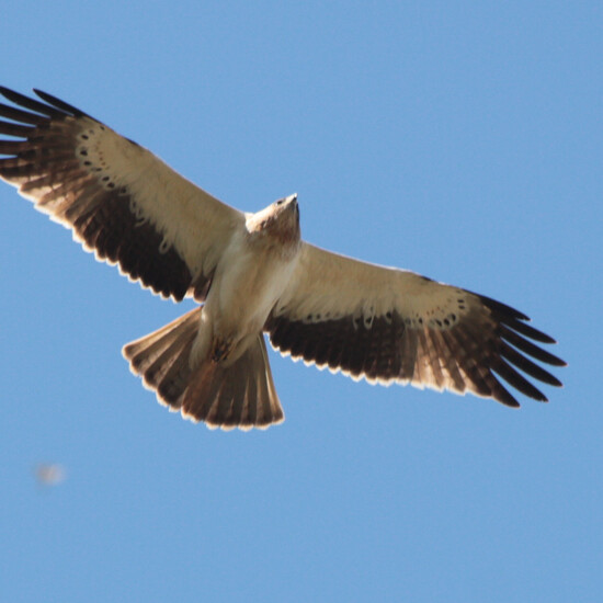 Águila calzada al vuelo