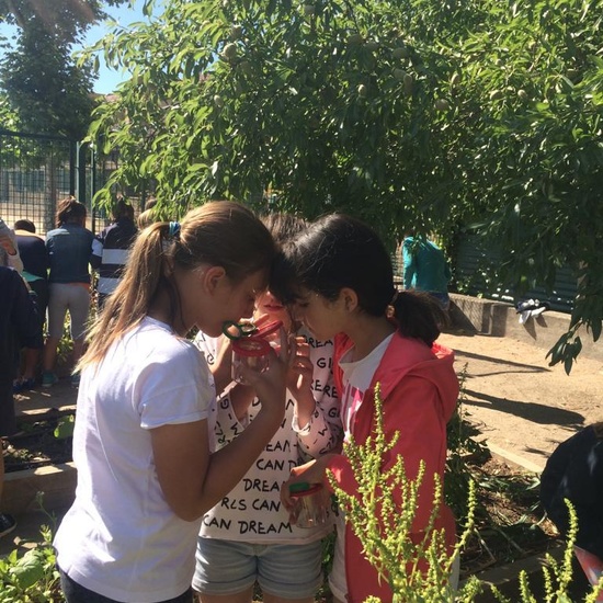 2019_06_11_4º observa insectos en el huerto_CEIP FDLR_Las Rozas 32