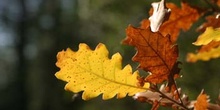 Quejigo - Hoja otoñal (Quercus faginea)