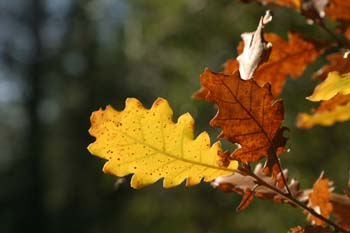 Quejigo - Hoja otoñal (Quercus faginea)